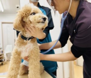 西京のどうぶつ病院 当院について